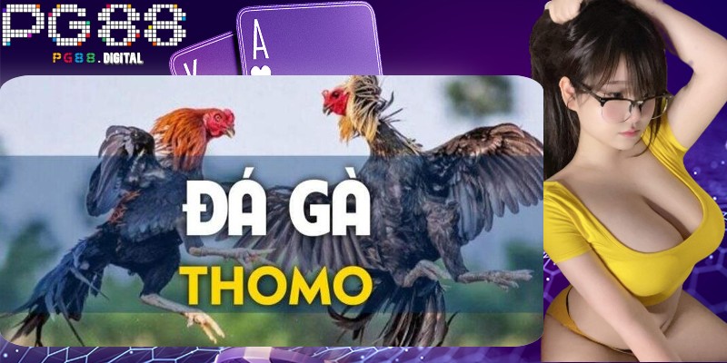 Luật thi đấu đá gà thomo tại PG88